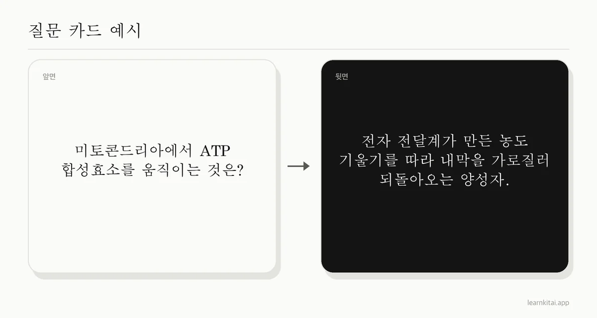 ATP 합성효소를 움직이는 것이 무엇인지 묻고, 내막 양쪽의 양성자 기울기라고 답하는 예시 플래시카드