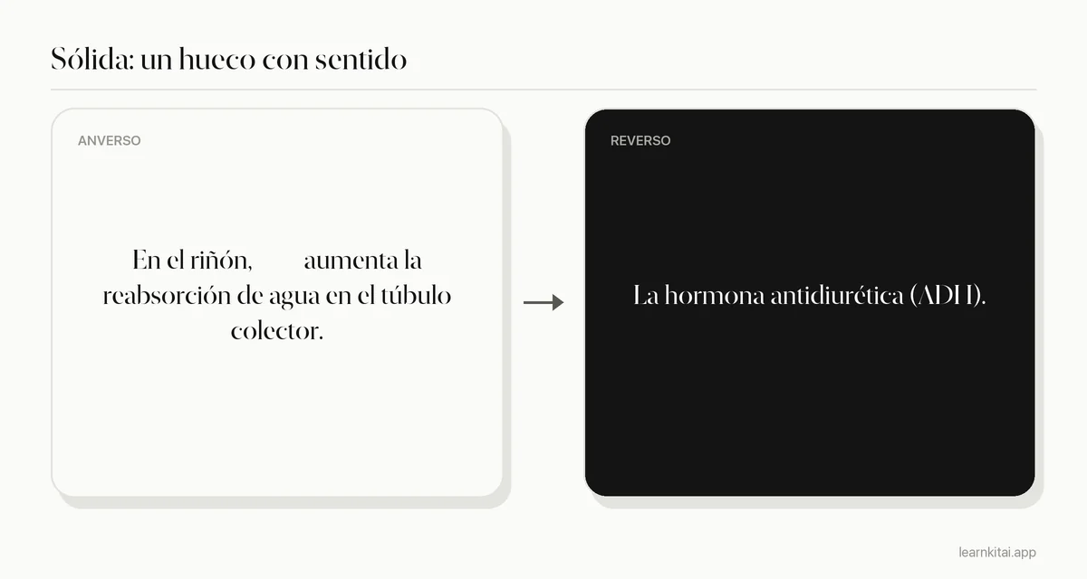 Tarjeta de huecos sólida que oculta solo el nombre de la hormona en una frase sobre la reabsorción de agua