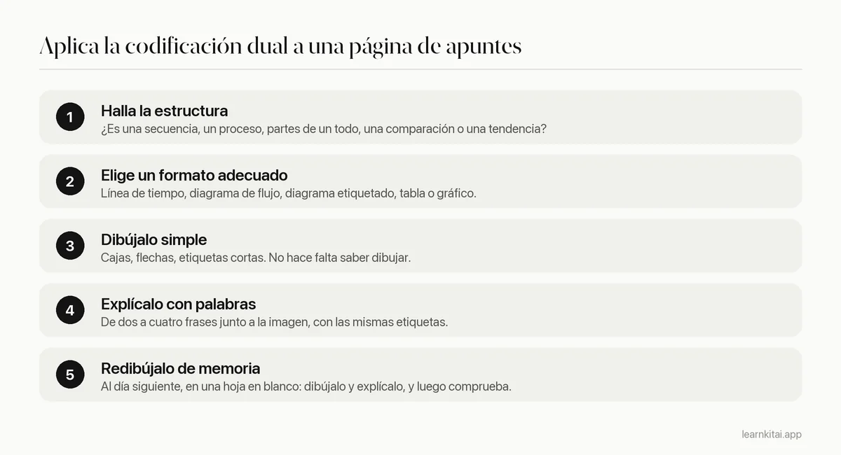 Cinco pasos para aplicar la codificación dual a una página de apuntes, desde hallar la estructura hasta redibujarla de memoria