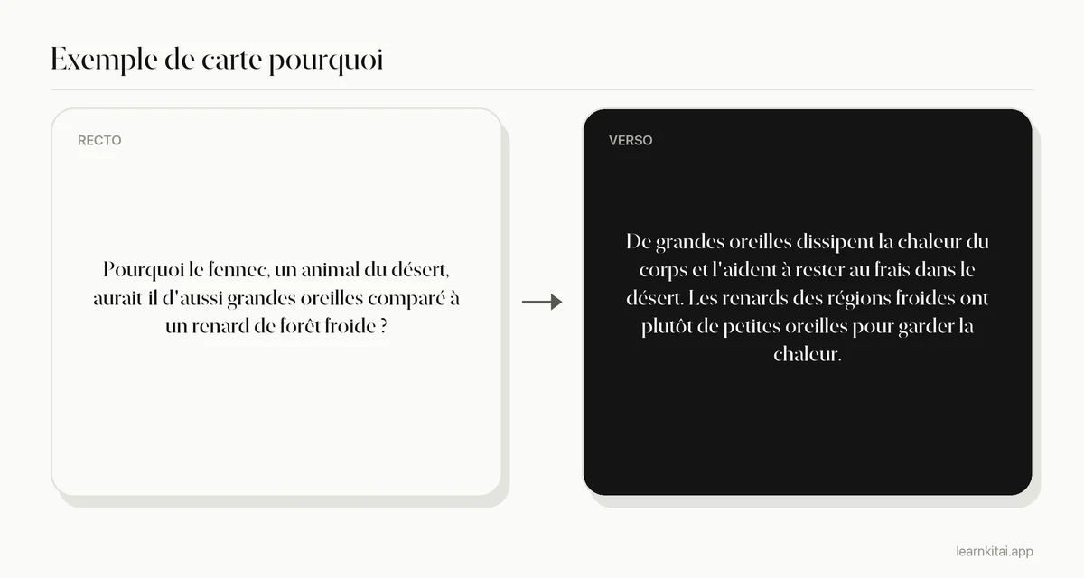 Exemple de flashcard avec une question pourquoi sur les grandes oreilles d'un animal du désert et une réponse sur la perte de chaleur