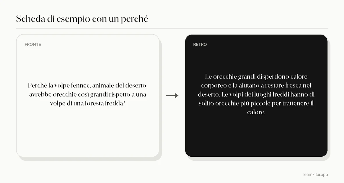 Flashcard di esempio con una domanda sul perché un animale del deserto ha orecchie grandi e la risposta sulla dispersione del calore