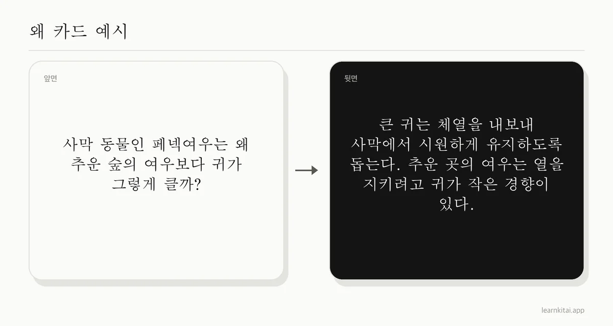 사막 동물의 큰 귀가 왜 있는지 묻고 열을 방출하기 때문이라고 답하는 왜 질문 플래시카드 예시