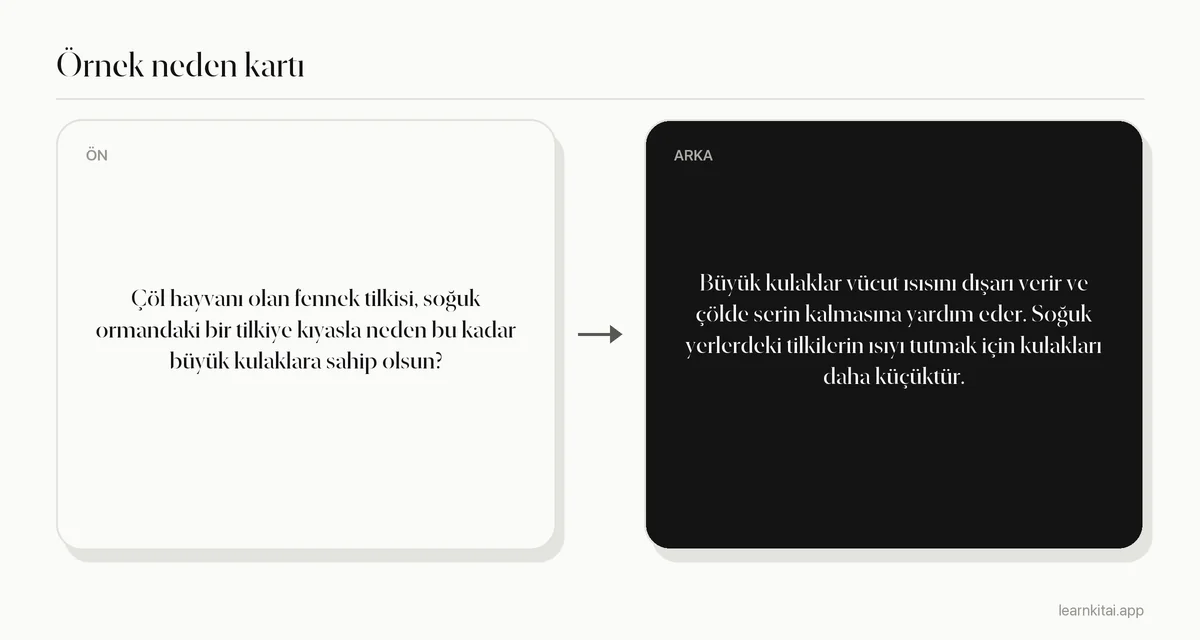 Bir çöl hayvanının neden büyük kulaklara sahip olduğunu soran ve cevabı ısı kaybı olan örnek bilgi kartı