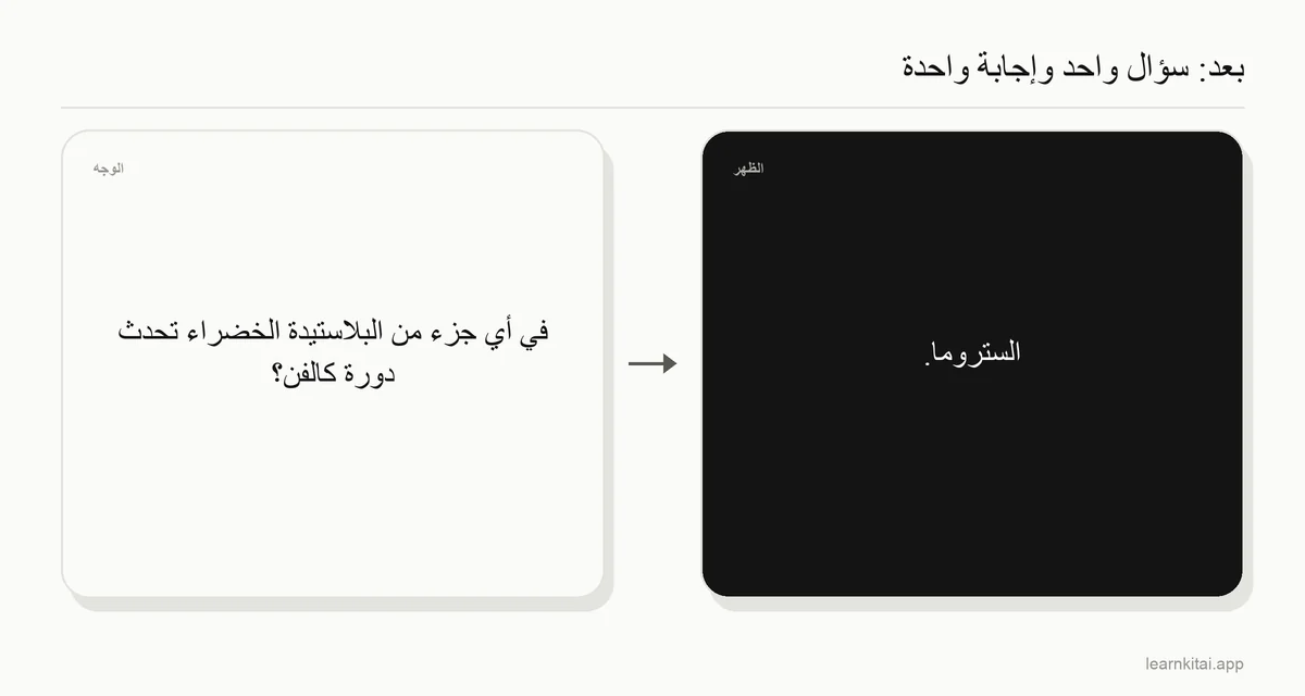 مثال على بطاقة مركّزة تسأل أين تحدث دورة كالفن