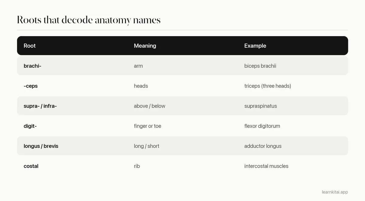 Table of common anatomy word roots with their meanings and an example structure for each