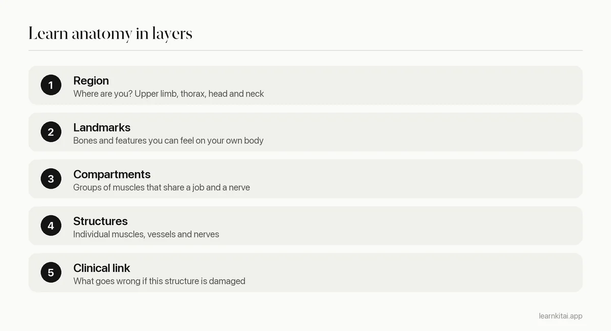 Five layers of learning anatomy from body regions down to clinical links
