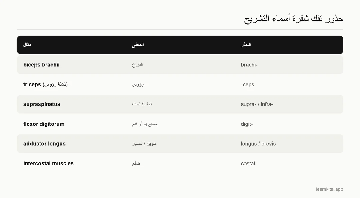 جدول بجذور شائعة في أسماء التشريح مع معانيها ومثال لبنية تحمل كل جذر