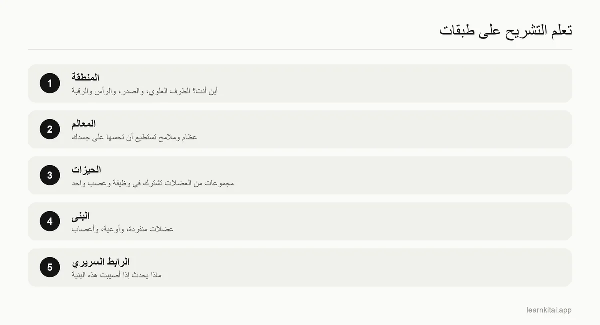 خمس طبقات لتعلّم التشريح، من مناطق الجسم وصولًا إلى الروابط السريرية