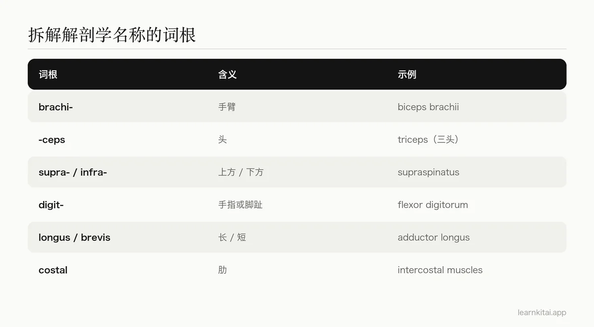 常见解剖学词根表,列出各自的含义和每个词根对应的结构示例