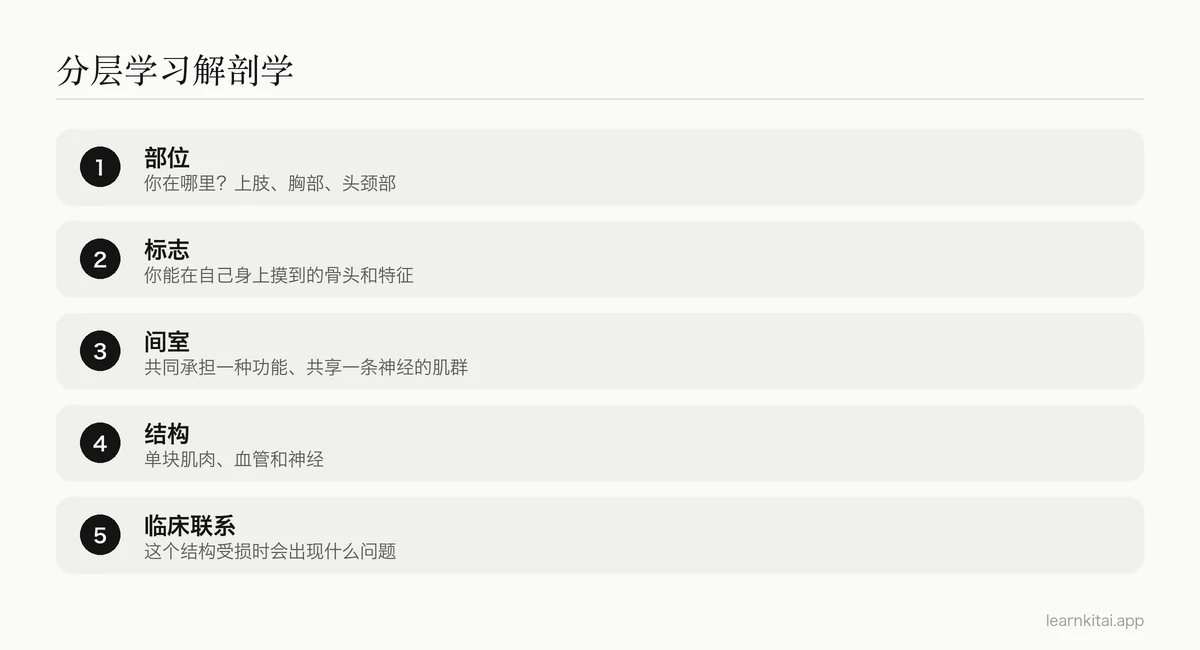 学习解剖学的五个层次:从身体部位一直到临床联系