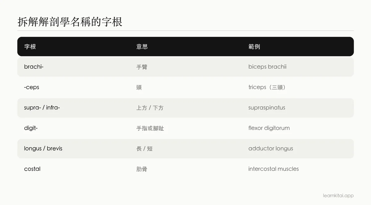 常見解剖學詞根的表格,列出每個詞根的意思與一個結構範例