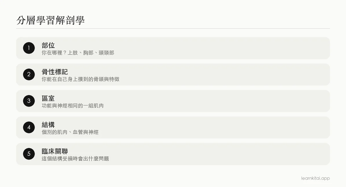解剖學分層學習的五個層次,從身體部位一路到臨床關聯