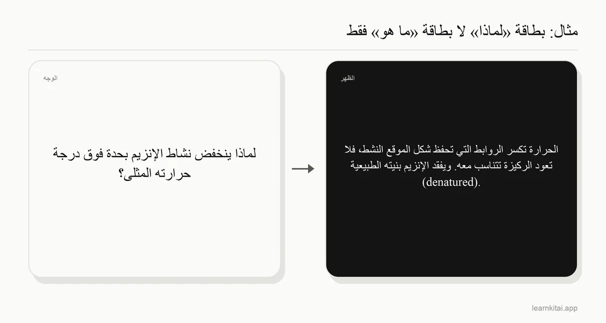 مثال على بطاقة أحياء تسأل لماذا ينخفض نشاط الإنزيم فوق درجة حرارته المثلى، والجواب على الوجه الخلفي