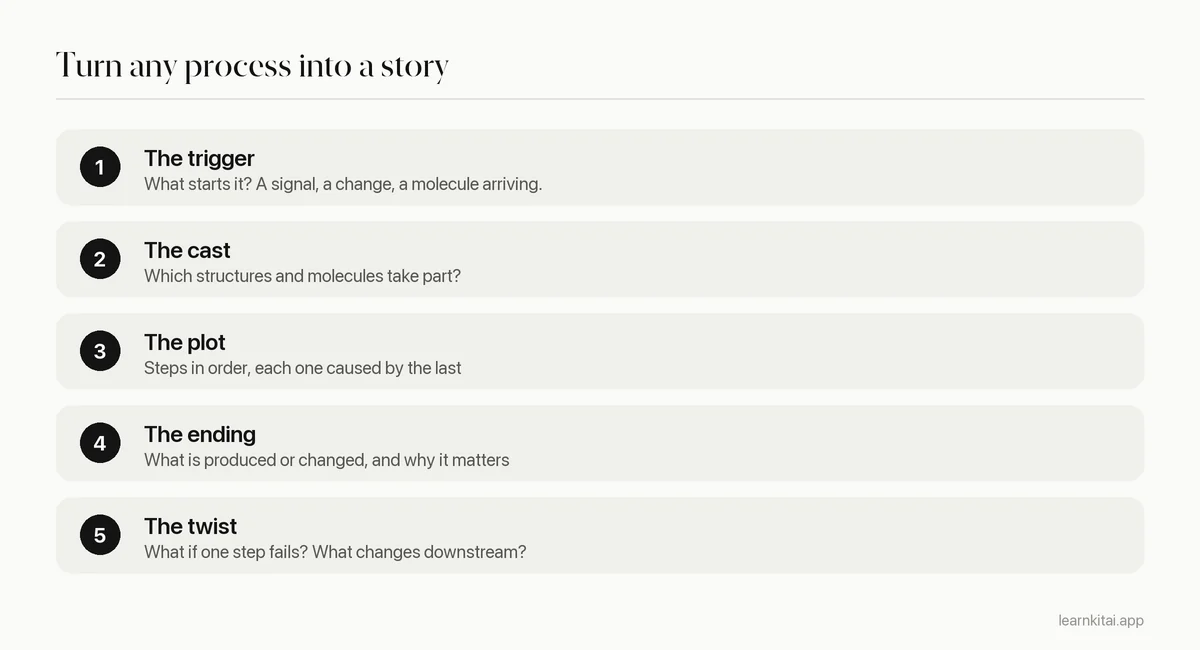 Five step method for turning a biological process into a cause and effect story
