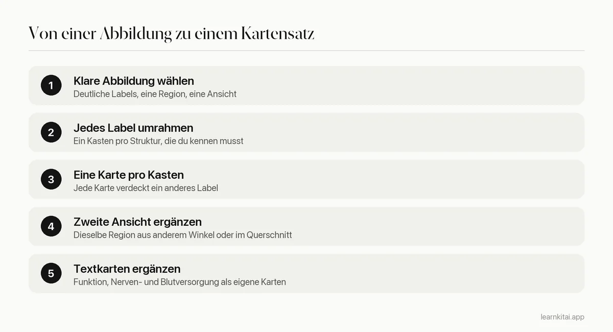 Fünf Schritte, um aus einer Abbildung Anatomiekarten mit Bildverdeckung zu bauen