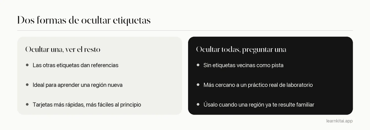 Comparación de dos estilos de oclusión de imagen para anatomía: ocultar una etiqueta o ocultar todas
