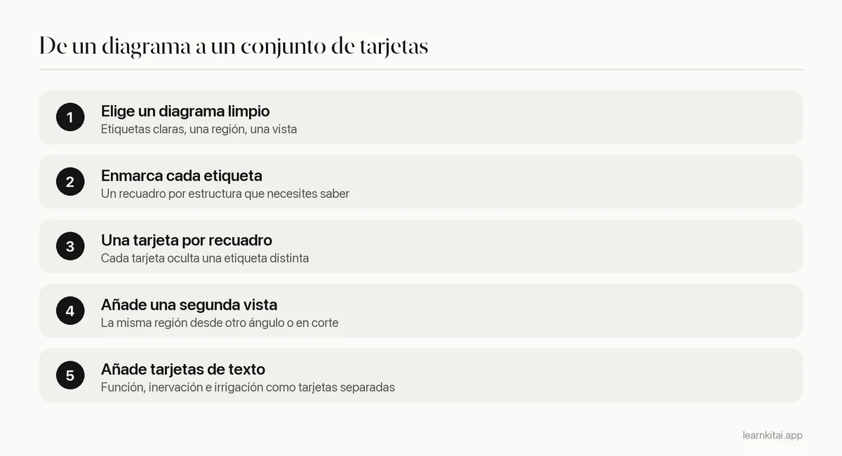 Cinco pasos para crear tarjetas de anatomía con oclusión de imagen a partir de un diagrama