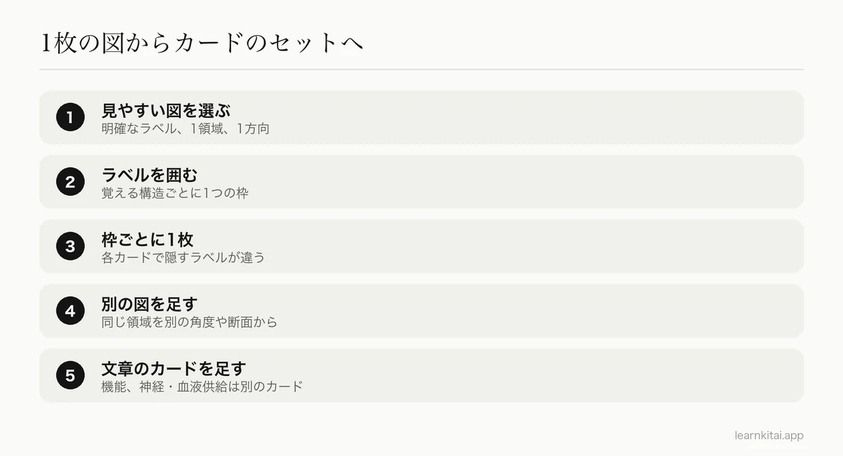 図から、画像の隠し穴埋めの解剖学カードを作る5つの手順