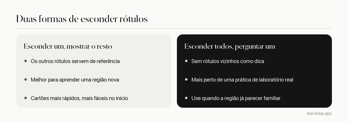 Comparação entre dois estilos de oclusão de imagem em anatomia: esconder um rótulo ou esconder todos