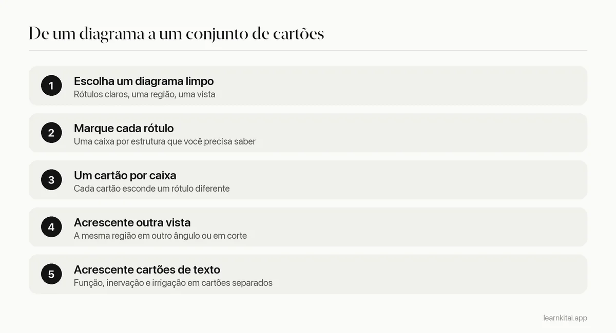 Cinco passos para montar cartões de anatomia com oclusão de imagem a partir de um diagrama