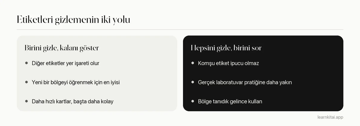 Anatomi için iki görsel gizleme stilinin karşılaştırması: bir etiketi gizlemek ve tüm etiketleri gizlemek