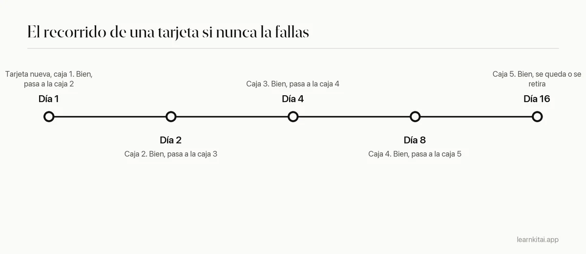 Línea de tiempo de una tarjeta respondida bien siempre: caja 1 el día 1, caja 2 el día 2, caja 3 el día 4, caja 4 el día 8, caja 5 el día 16