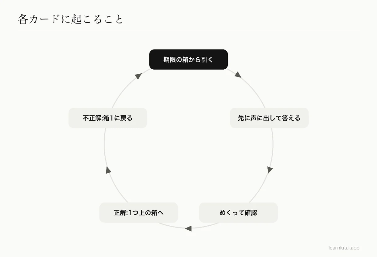 循環図:期限の来た箱からカードを引き、記憶から答え、確認し、正解なら上の箱へ、不正解なら箱1へ