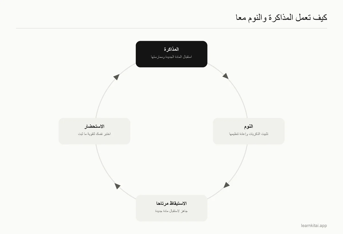 مخطط دائري يبيّن كيف ترتبط المذاكرة والنوم والاستحضار في اليوم التالي
