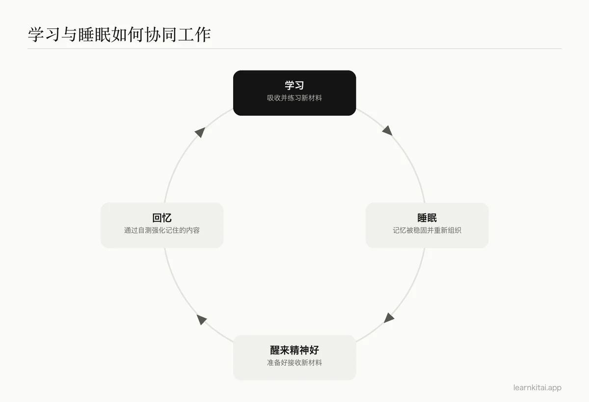 学习、睡眠与次日回忆之间关系的循环图