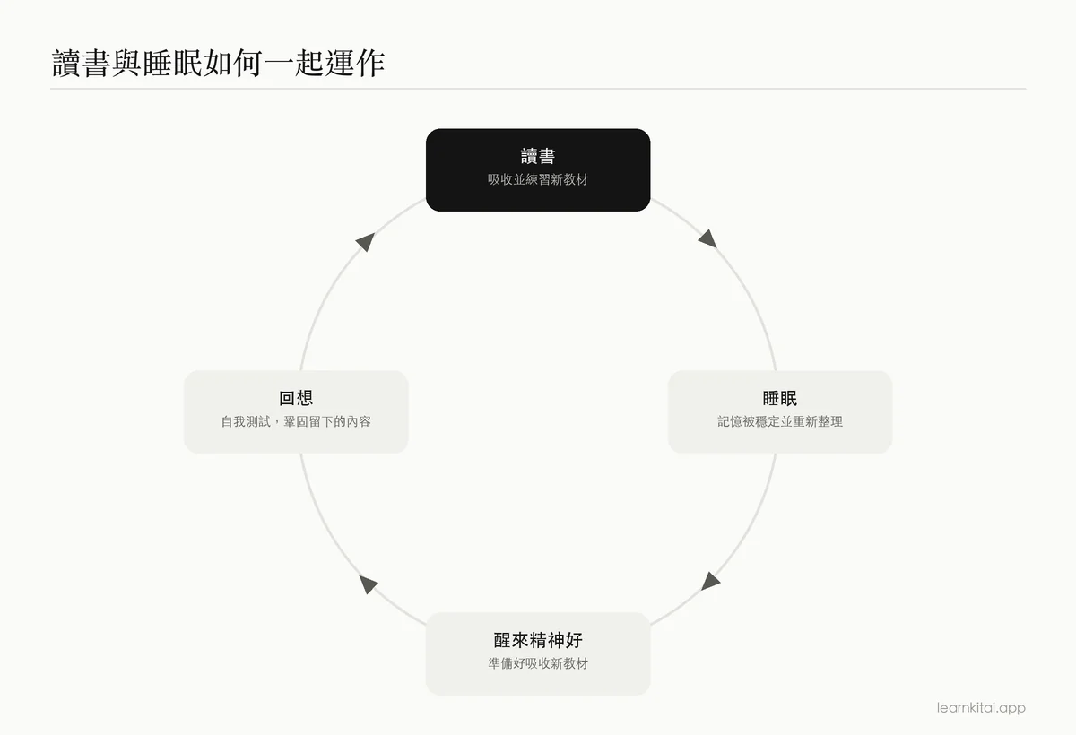 循環圖:讀書、睡眠與隔天回想如何相連